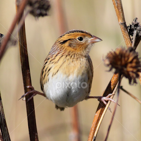 Le Conte's Sparrow by Terry Sohl - Animals Birds