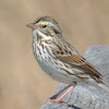 Savannah Sparrow