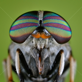 HorseFly by Donald Jusa - Animals Insects & Spiders