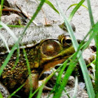 Green Frog