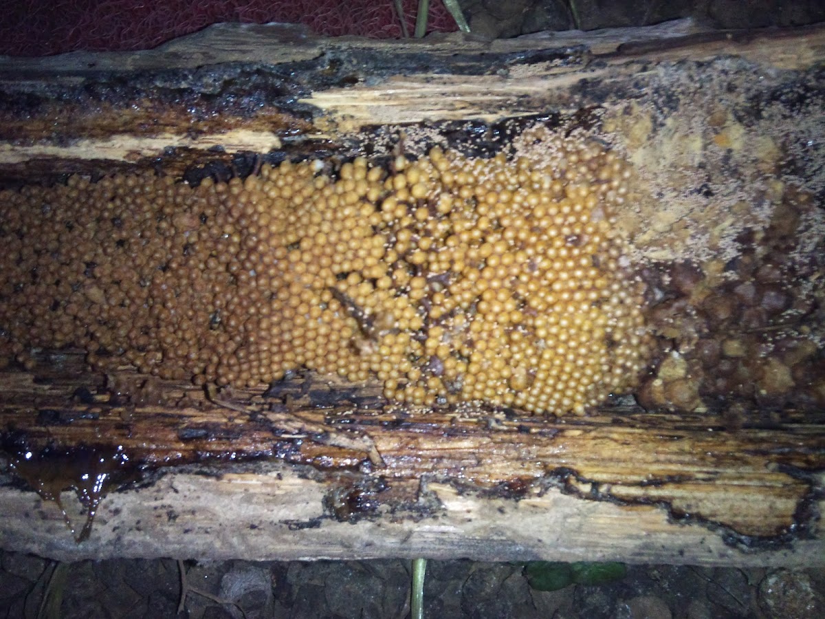 Trigona - Stingless Bee's Egg Hive and Honey Comb