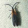 Tiny Net-Winged Beetle