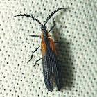 Tiny Net-Winged Beetle