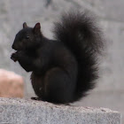 Black Squirrel