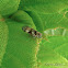 Achilid Planthopper