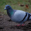 Feral Pigeon (city pigeons)
