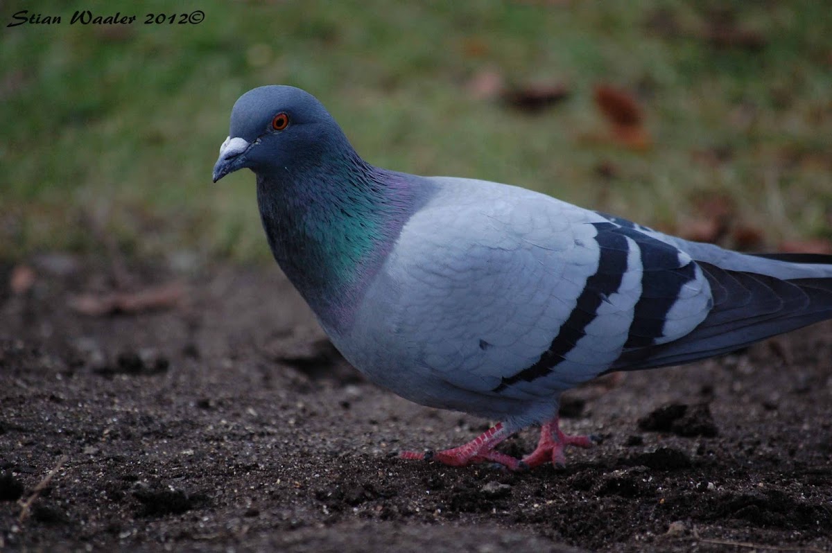 Feral Pigeon (city pigeons)