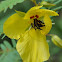 Partridge Pea