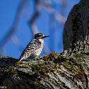 Male Nuttall's Woodpecker
