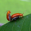Clay colored leaf beetle