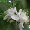 Guava Flower