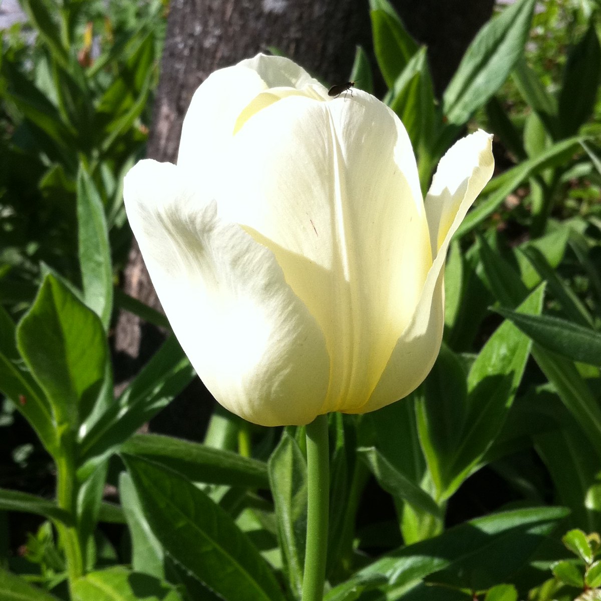 Tulip (Tulpe)
