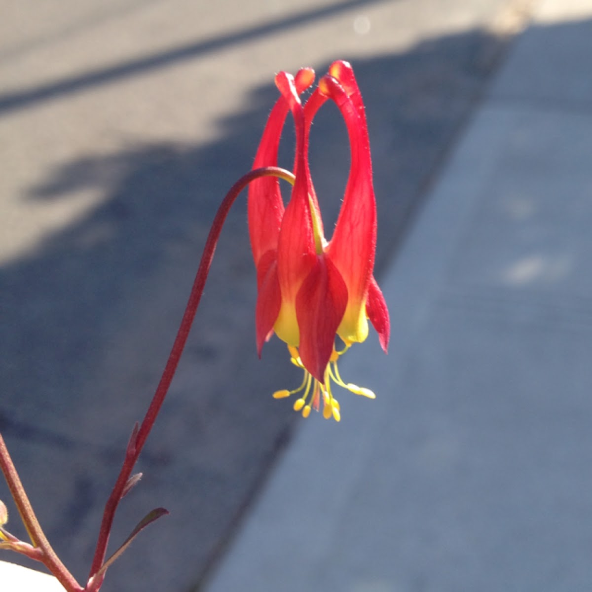 Red Columbine