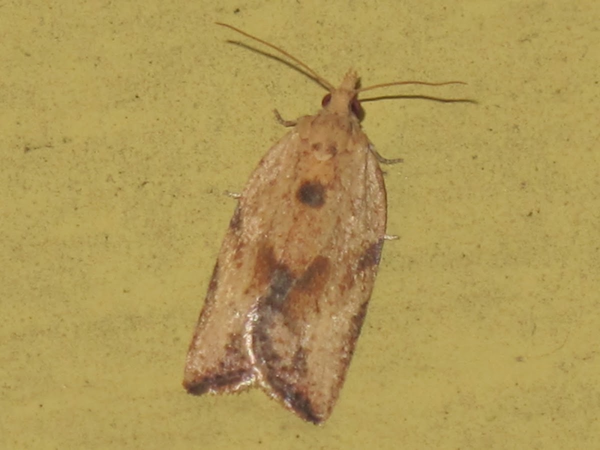 Light Brown Apple Moth (female)