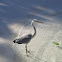 Grey Heron