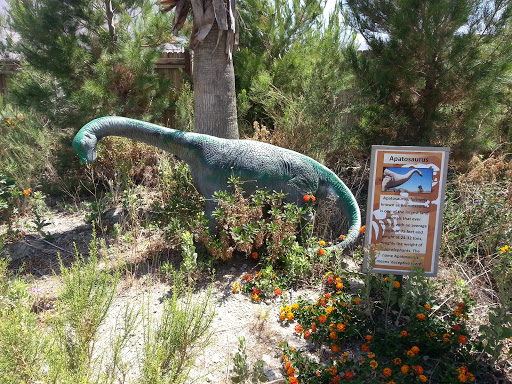 Apatosaurus Display