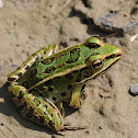 The Northern Leopard Frog