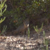 Catalina Island Fox