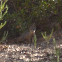 Catalina Island Fox