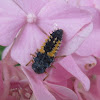 Asian Ladybug larva