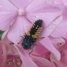 Asian Ladybug larva