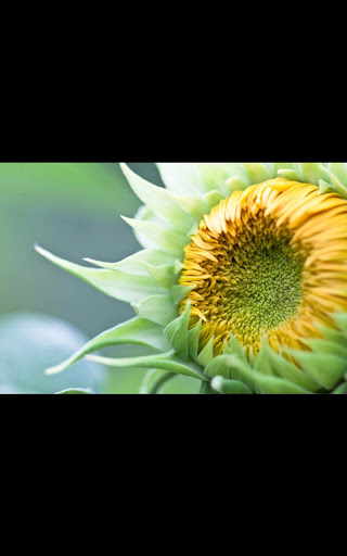Photo Sunflower Live Wallpaper