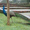 Blue Peafowl (Pavão-comum)