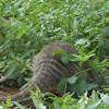 banded mongoose