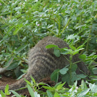 banded mongoose