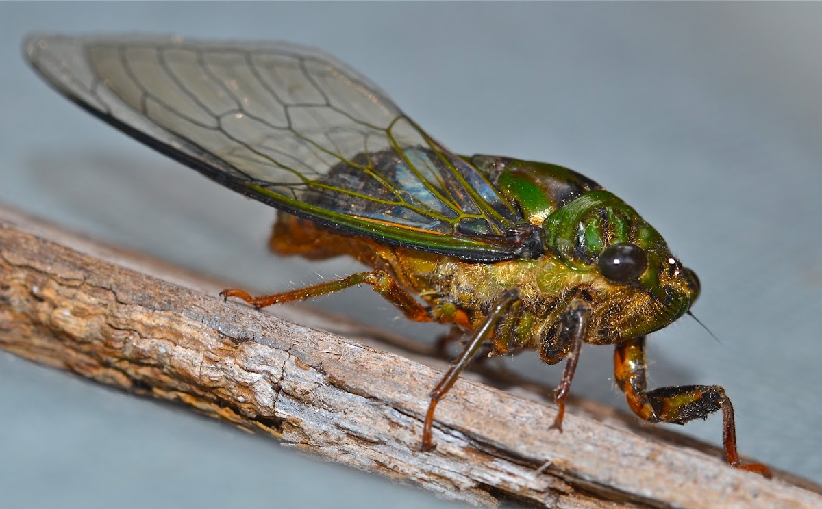 Cicada/Chicharra