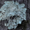 Caperat lichen