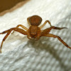Ground crab spider (female)