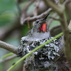 Anna's Hummingbird - Female on Nest