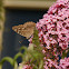 Hackberry Emperor butterfly