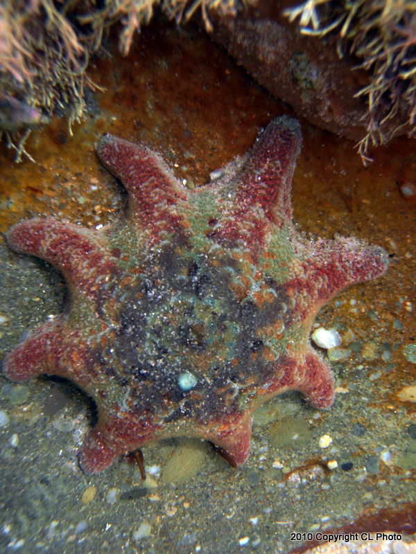 Carpet Sea Star