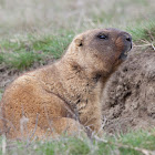 Steppe Marmot