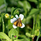 Fiery Skipper Butterfly