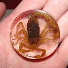 Scorpion (preserved)