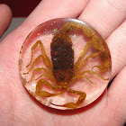 Scorpion (preserved)