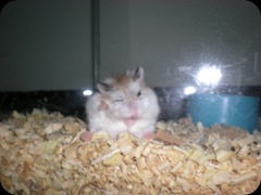 Roborovsky Hamster Gallery (6)