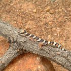 Velvet Gecko