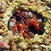 Lisa's Mantis Shrimp