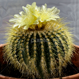 Cactus Flower by Jeanne Knoch -  