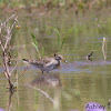 Pectoral Sandpiper