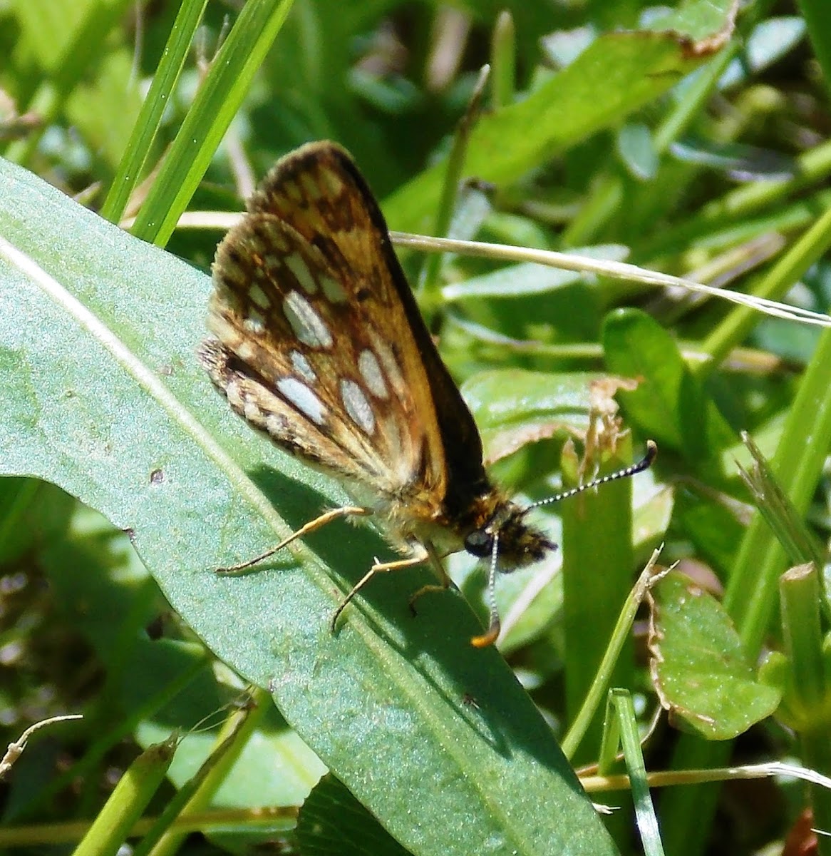 Arctic Skipper