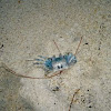 Ghost Crab