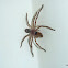 Flat Huntsman Spider