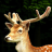 Deer Wallpaper LWP mobile app icon