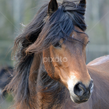 windy weather by Kristin Smestad -  