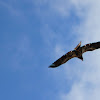 Immature Bald Eagle